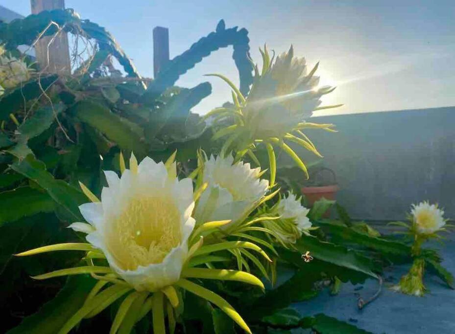 Fresh Tropical Colonial Style Walk-Up- Rooftop Terrace- Beach View 산후안 외부 사진